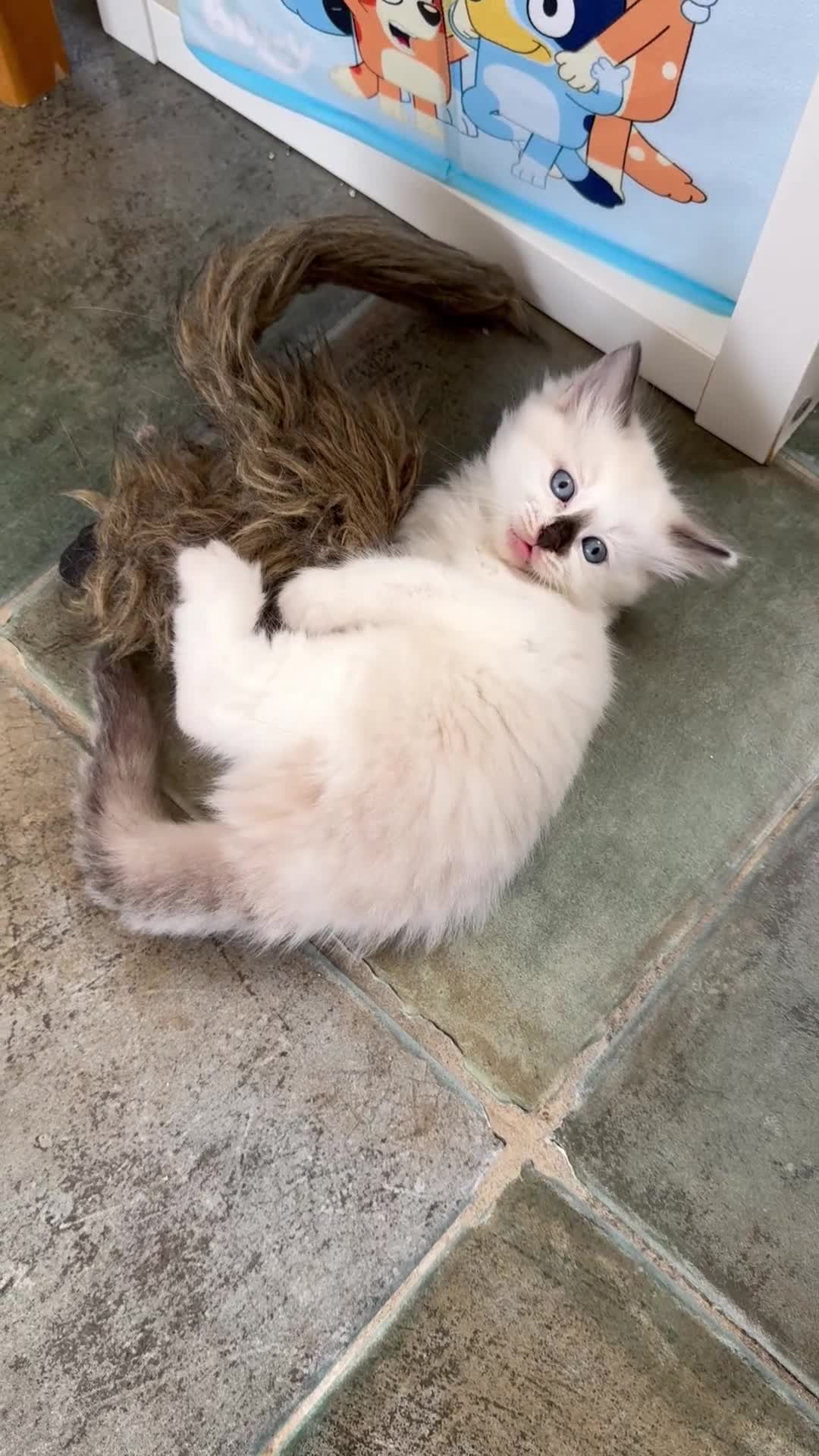 Ragdoll cats for sale: GCCF Registered Ragdoll Kittens - Video 2
