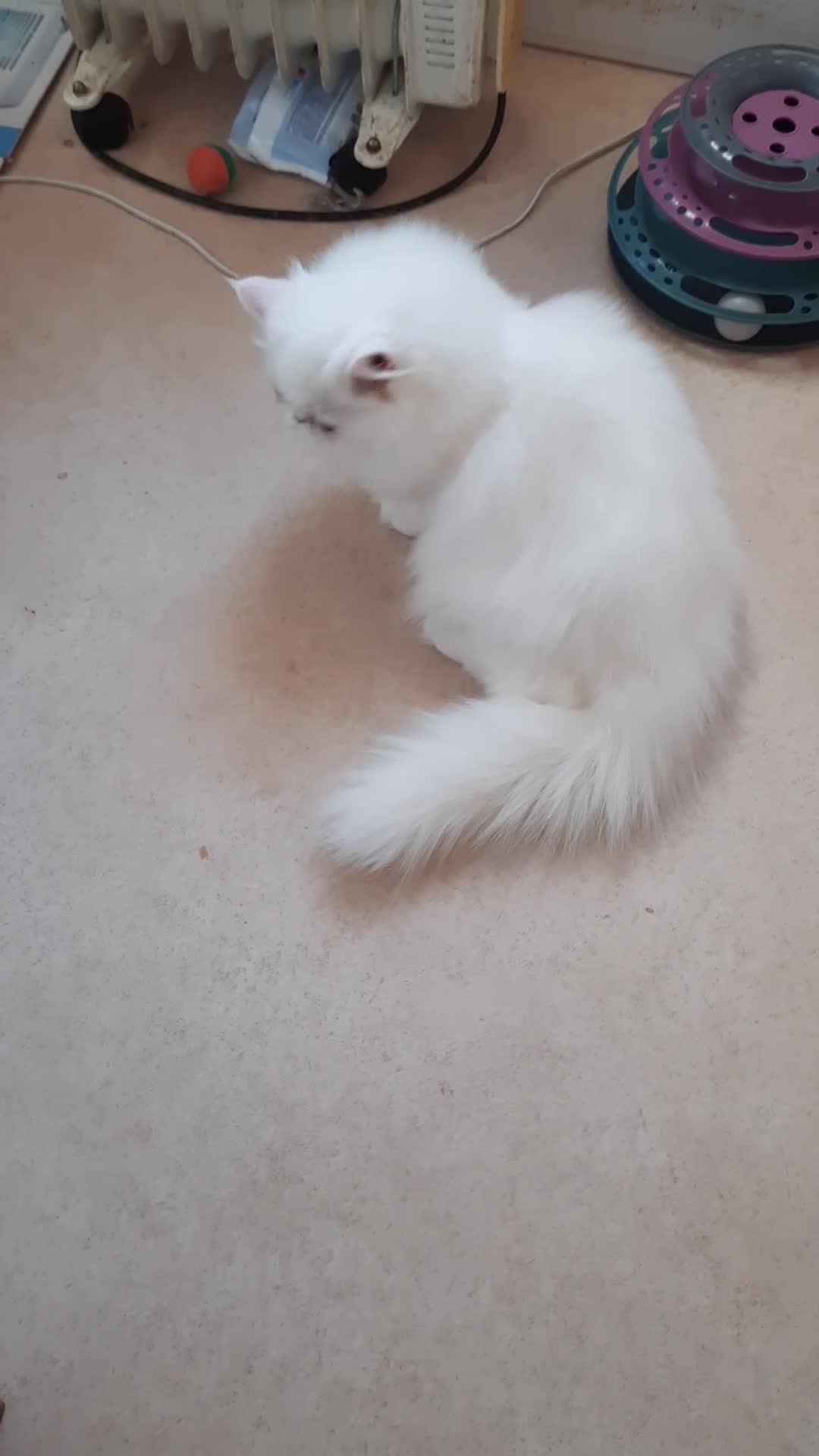 Persian cats for sale: READY NOW. GCCF REGISTERED PERSIAN KITTEN Male  - Video 1