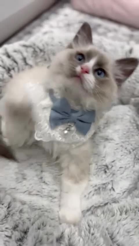 Ragdoll cats for sale: Blue Bicolor kittens 😸  - Video 1