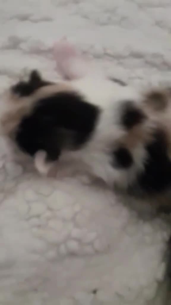 Mixed Breed cats for sale: Mainecoon x calico kittens  in Liverpool - Video 1