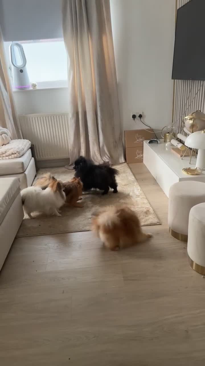 Pomeranian dogs for sale: Pomeranian puppies 💕 - Video 4