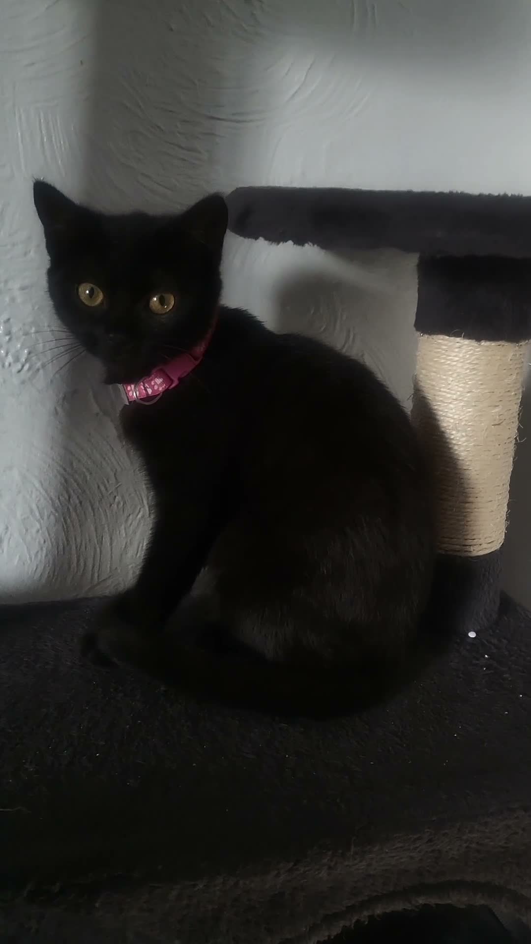 British Shorthair cats for sale: Black British shorthair kitten female  - Video 1