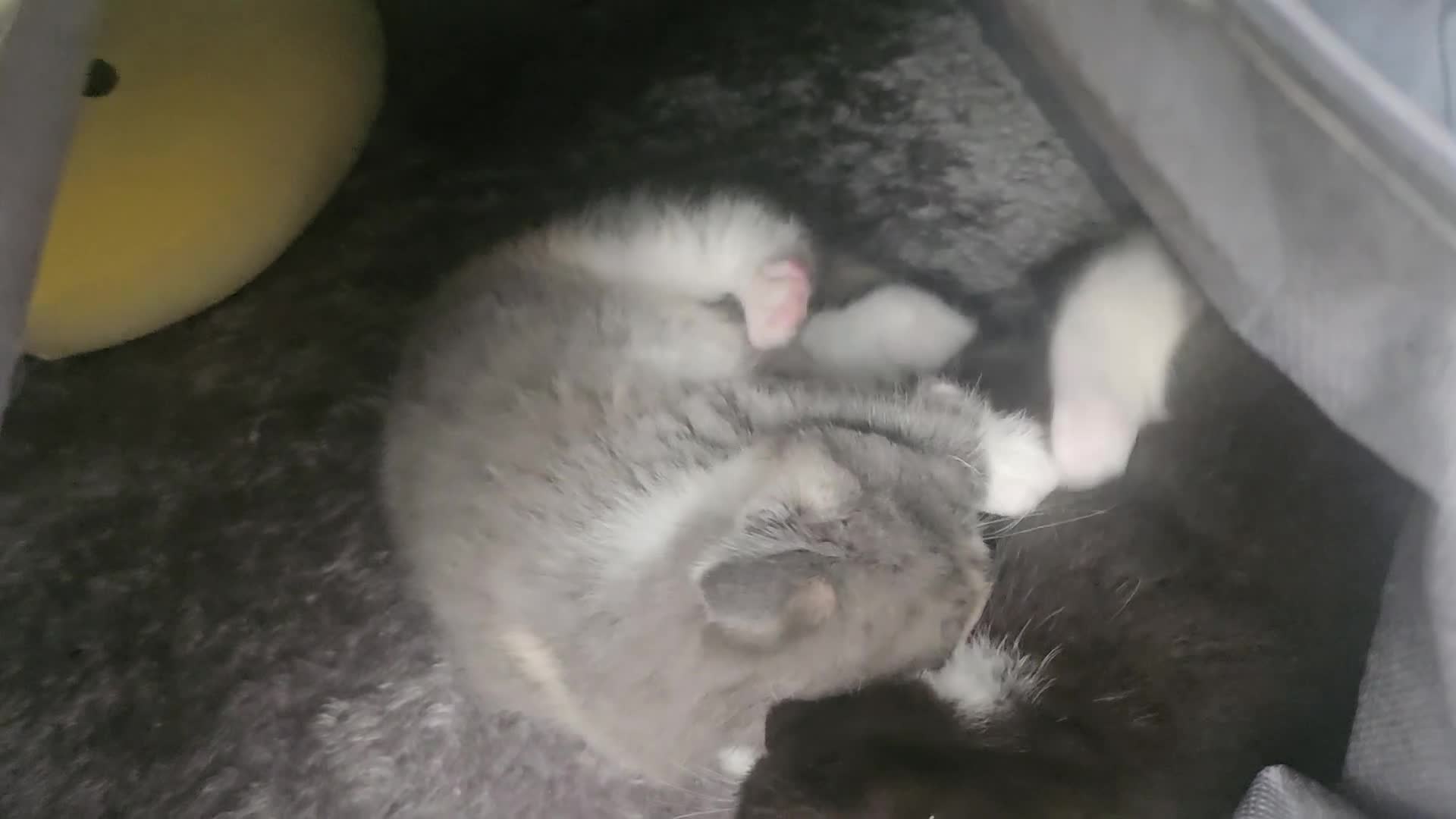 Selkirk Rex cats for sale:  Beautiful Home-Raised Selkirk Rex&BSH Kittens 😻 - Video 1