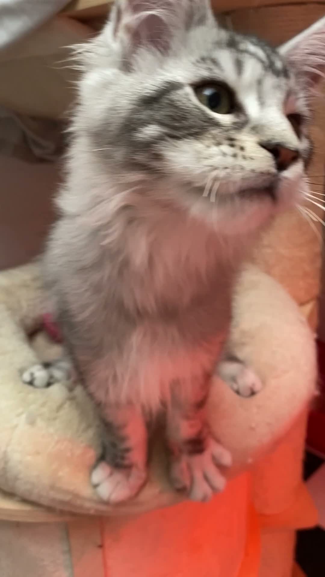 Maine Coon cats for sale: GCCF registered Maine coons - Video 2