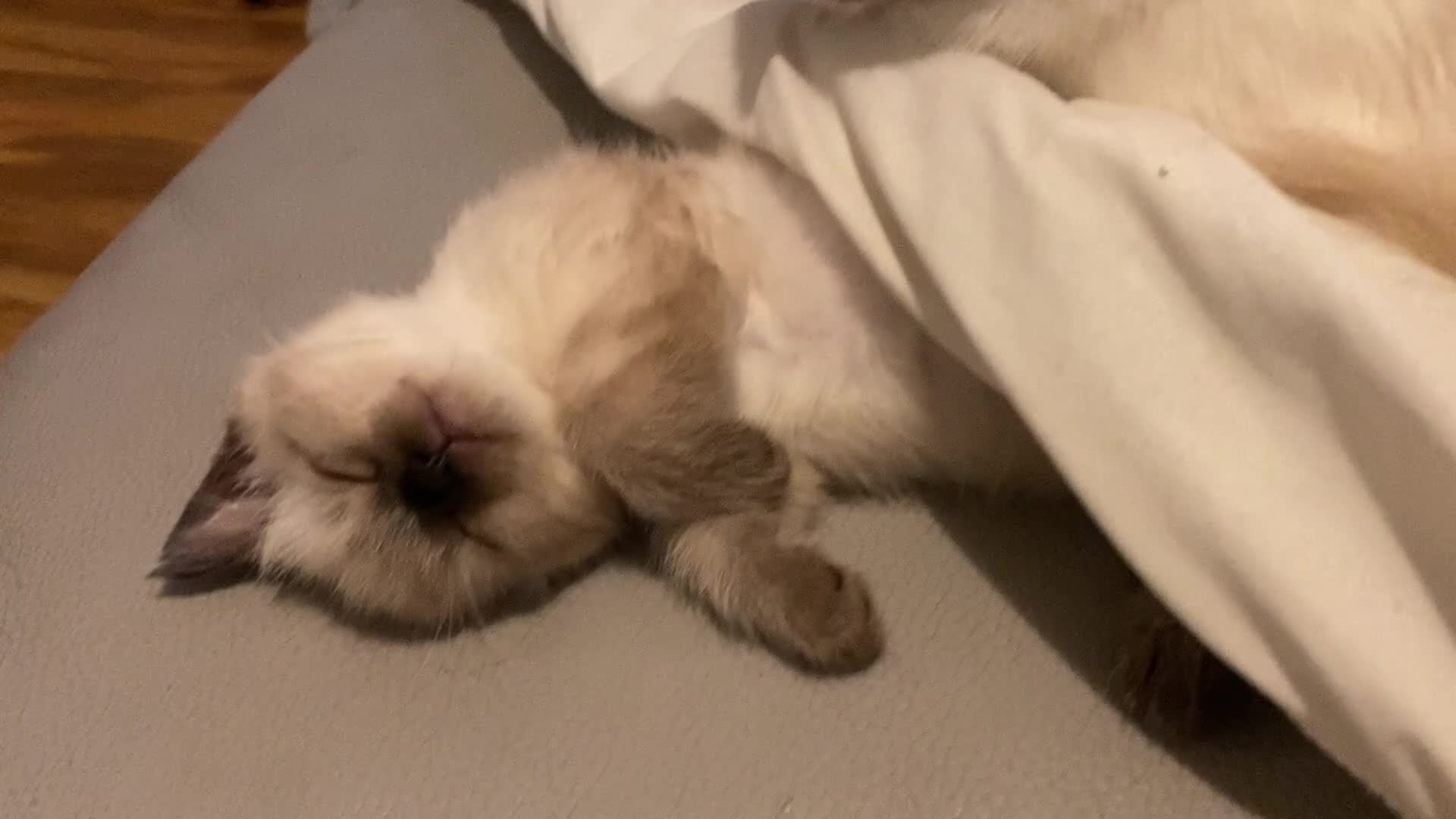 Ragdoll cats for sale: Half rag doll for sell  - Video 3