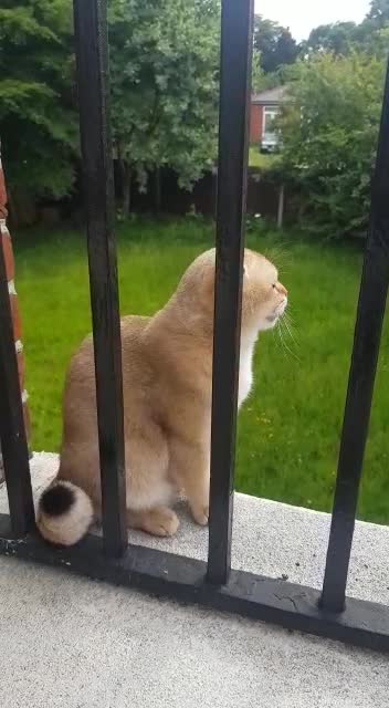 Scottish Fold cats for stud: GOLDEN CHINCHILLA NY11 SCOTTISH FOLD FOR STUD. in London - Video 1