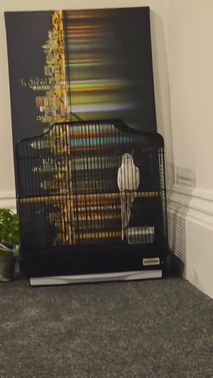 Cockatiels birds for sale: Hand tame cocktail  in Oswestry - Video 4