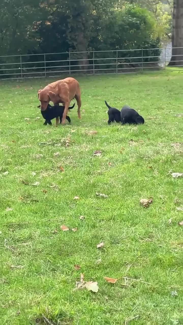 Labrador Retriever dogs for sale: Gorgeous Working Labrador Pups AVAILABLE NOW! - Video 1