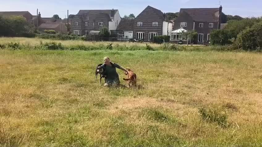 Mixed Breed dogs for adoption: Millie 🩷 in Dorchester - Video 1
