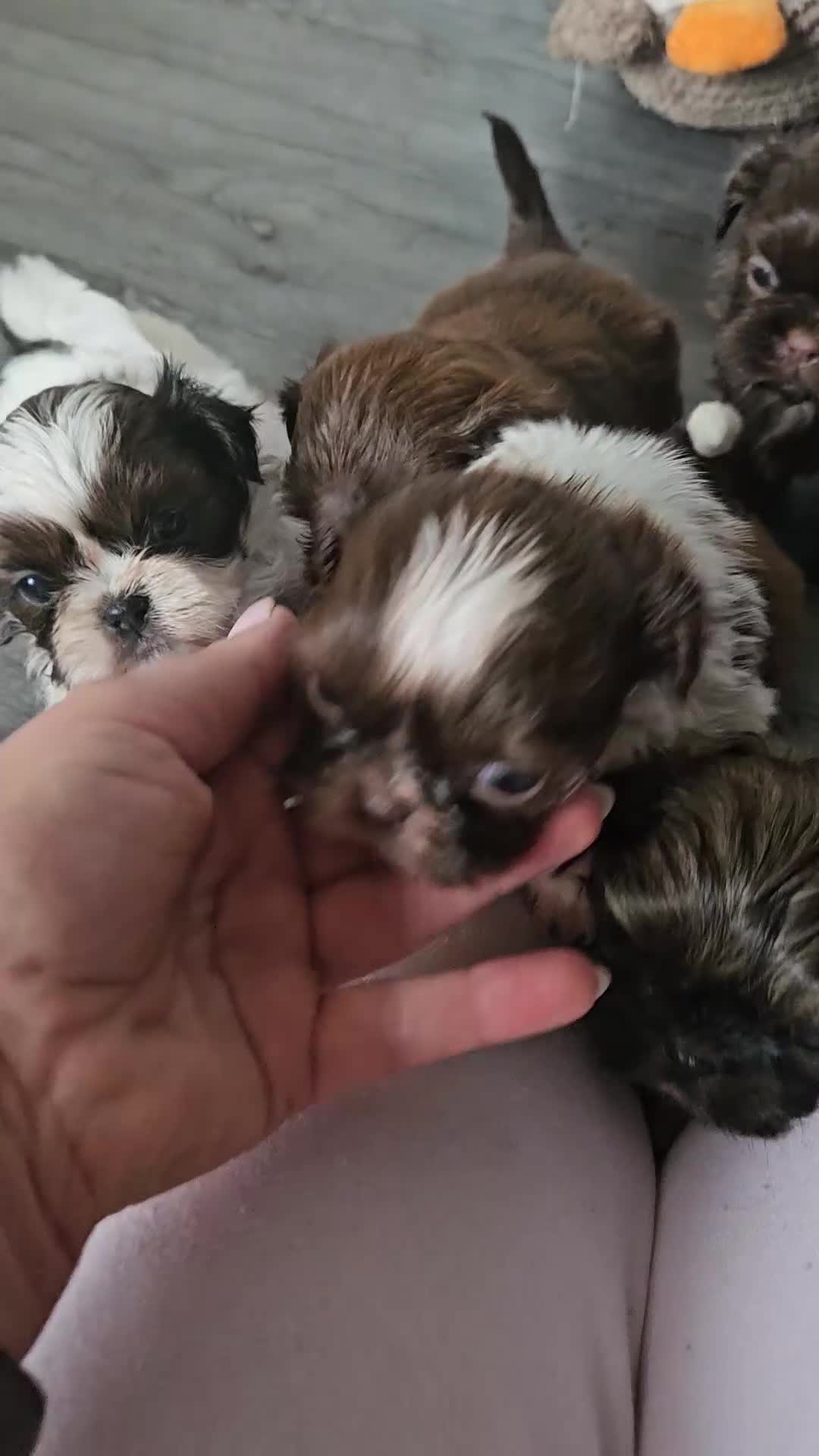 Shih Tzu dogs for sale: Beautiful Imperial Chocolate Shih Tzu Puppies 💓 - Video 1