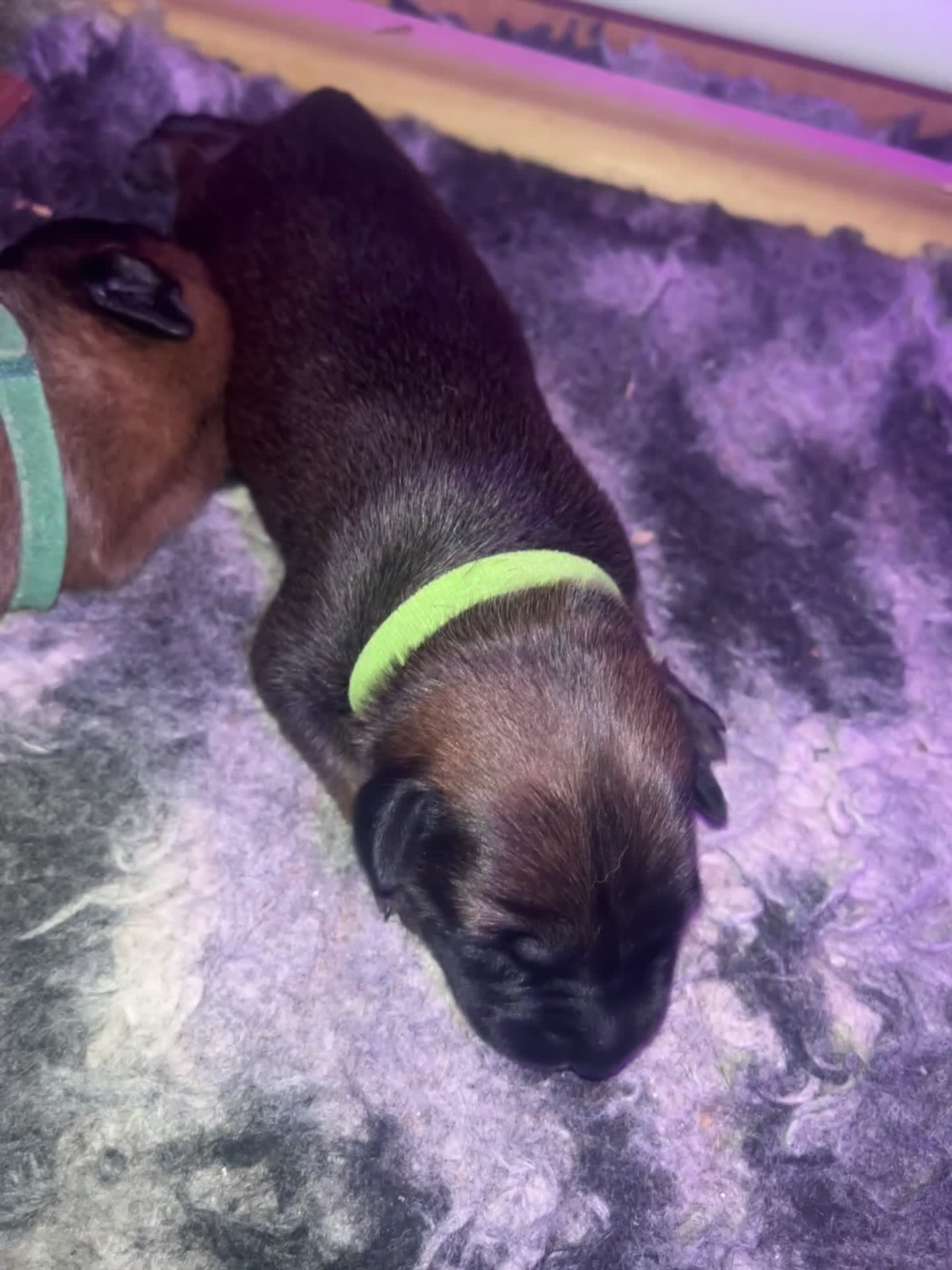 Mixed Breed dogs for sale: Dutch Herder top working lines - Video 4