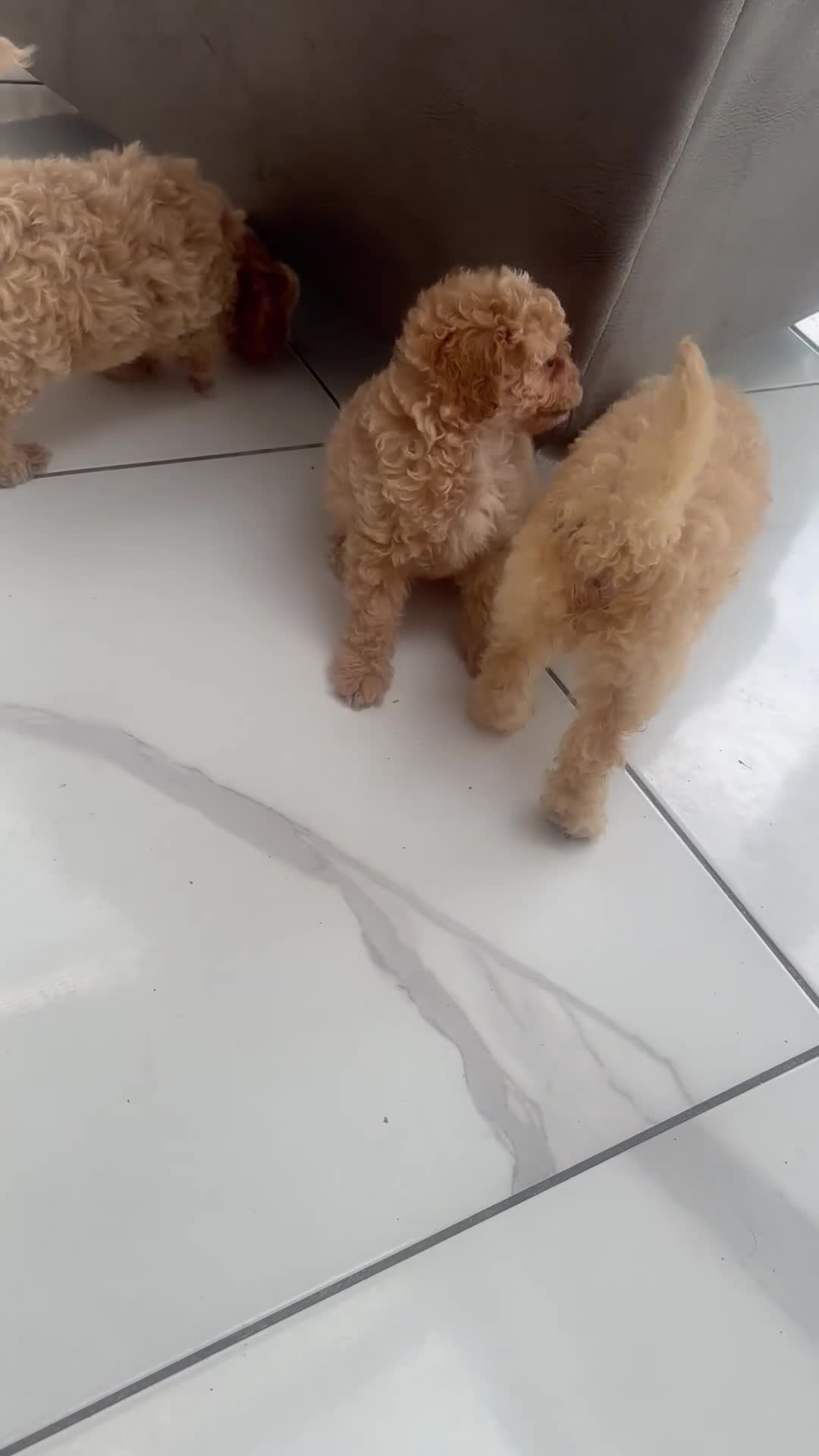 Cavapoo dogs for sale: Ready to leave - Beautiful Cavapoo Puppies - Video 2