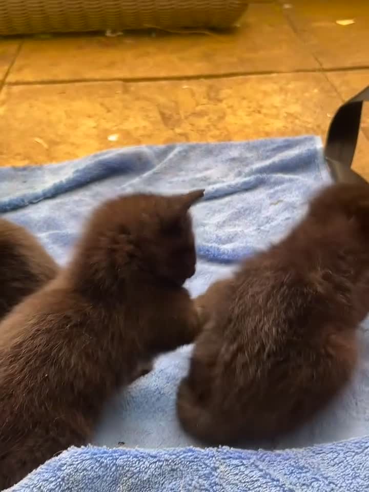 Mixed Breed cats for sale: 6 Kittens for sale - Video 1