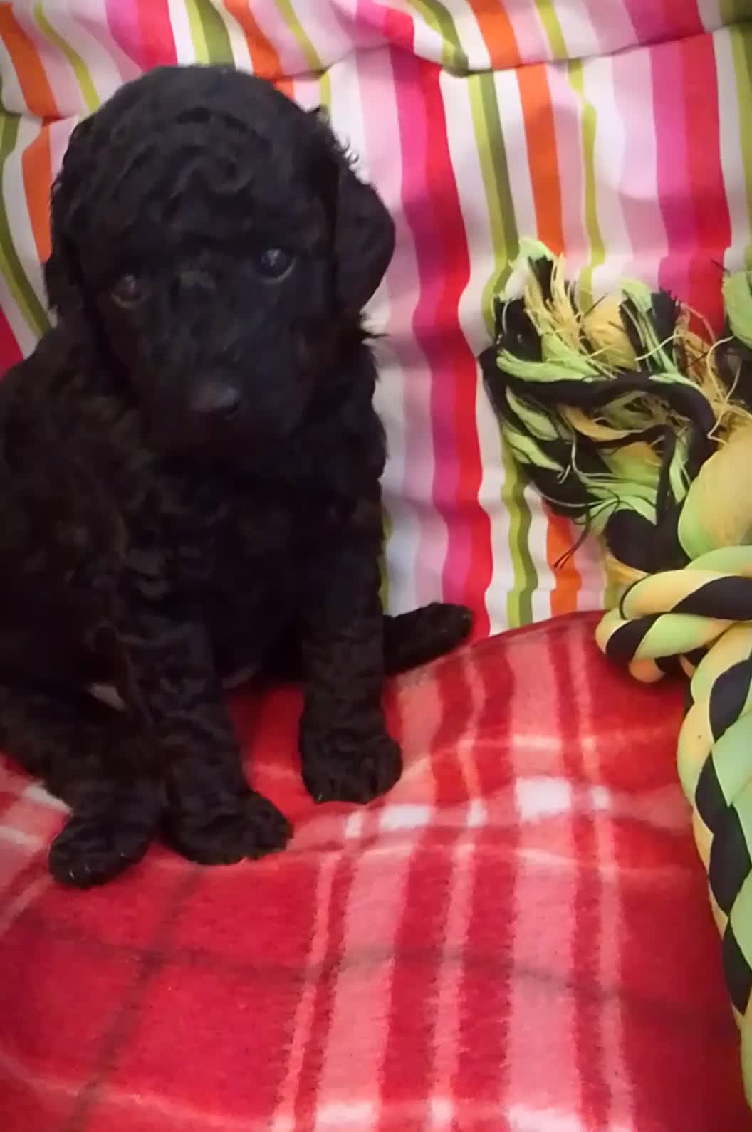 Miniature Poodle dogs for sale: *Last Puppy* Miniature Poodle *KC Registered* - Video 3