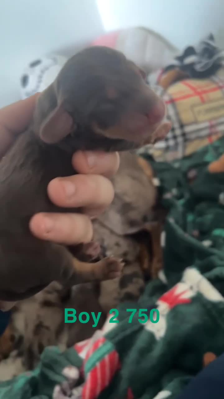 Miniature Dachshund dogs for sale: Dachshund puppies  - Video 3
