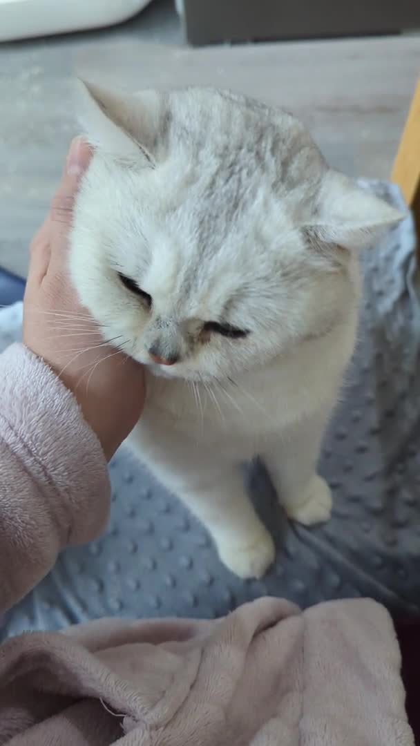 British Shorthair cats for stud:  For Stud, BSH White NS11 GCCF & TICA registred. in Telford - Video 3