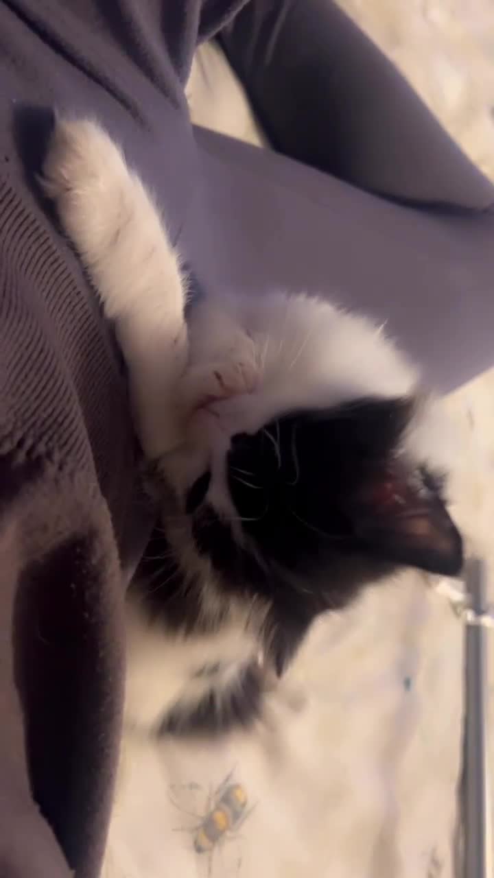 Mixed Breed cats for sale: Mum & F kitten to go together  - Video 1