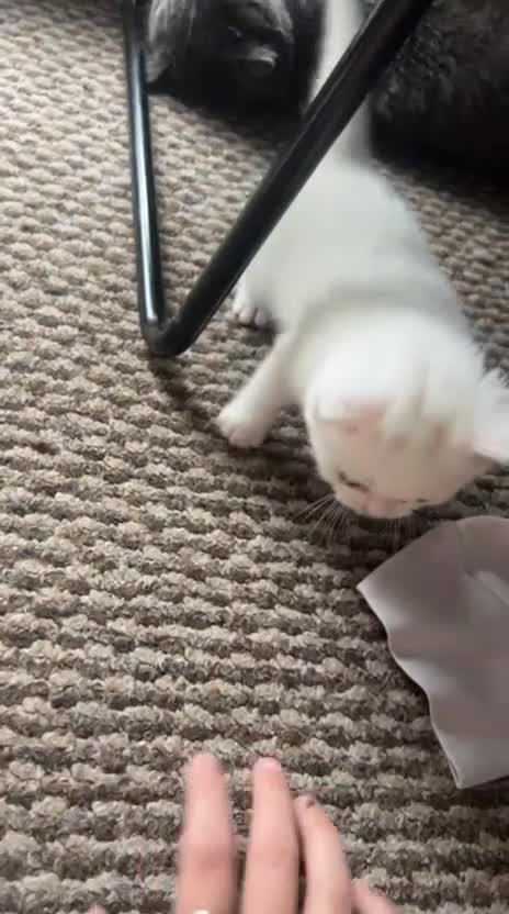 British Shorthair cats for sale: Kitten for sale  - Video 3