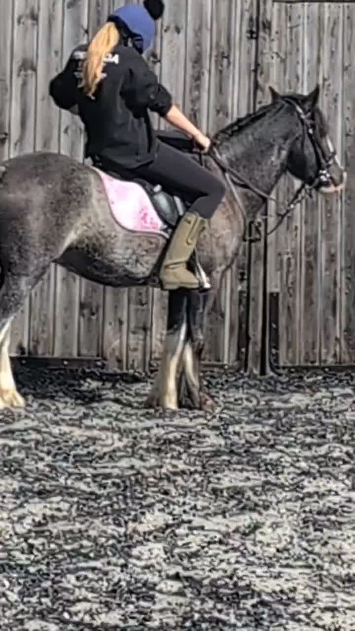 Welsh Section C horses for sale: Blagdon Welsh cob 14jh - Video 5