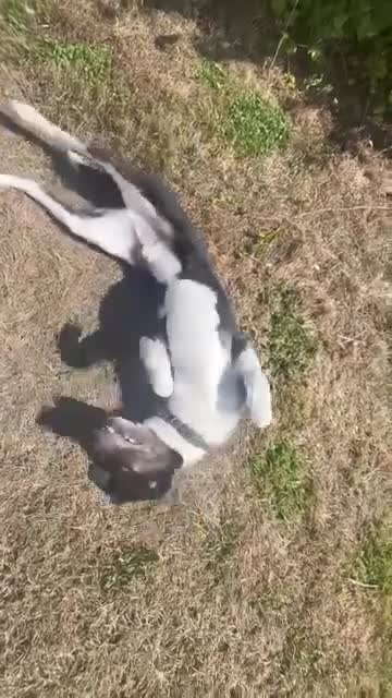Coonhound dogs for adoption: 🐾 Obie – Loyal, Intelligent Boy - Video 1
