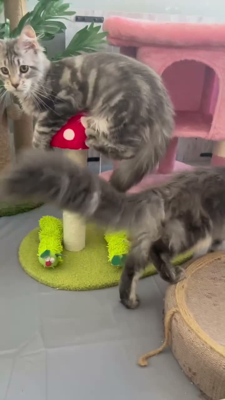 Maine Coon cats for sale: Beautiful Maine coon kittens  - Video 2