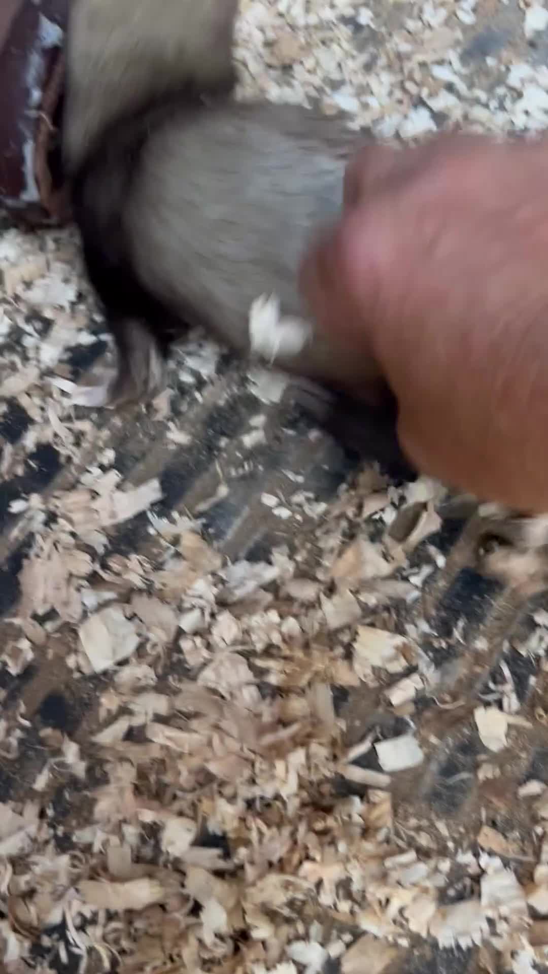 Ferret rodents for sale: Mr hobnob - Video 1
