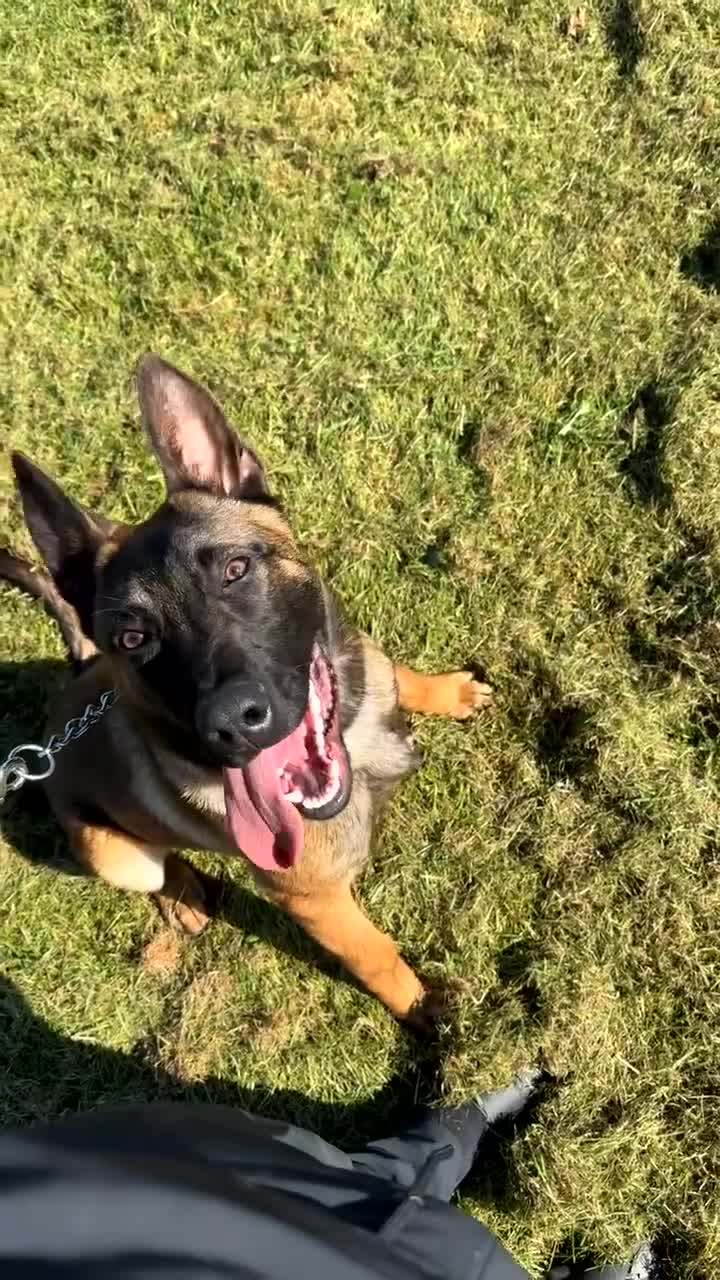 Belgian Shepherd Dog dogs for sale: Male Belgian malinois  - Video 1