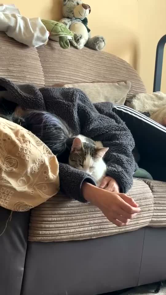 Mixed Breed cats for sale: Clipper in Leicester - Video 1