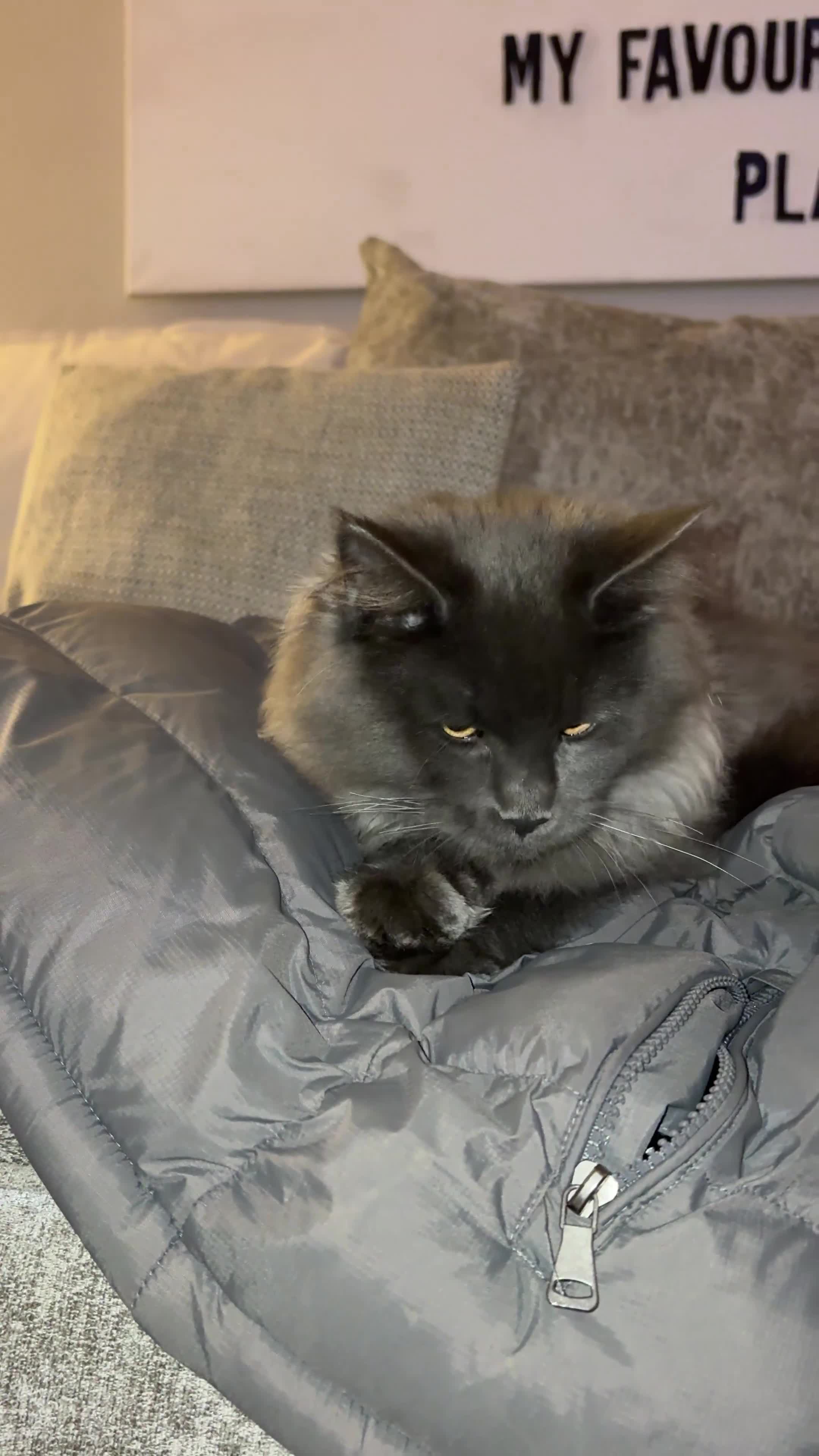 Maine Coon cats for sale: 🐾 Exceptional Blue Smoke Maine Coon Available 🐾 - Video 2