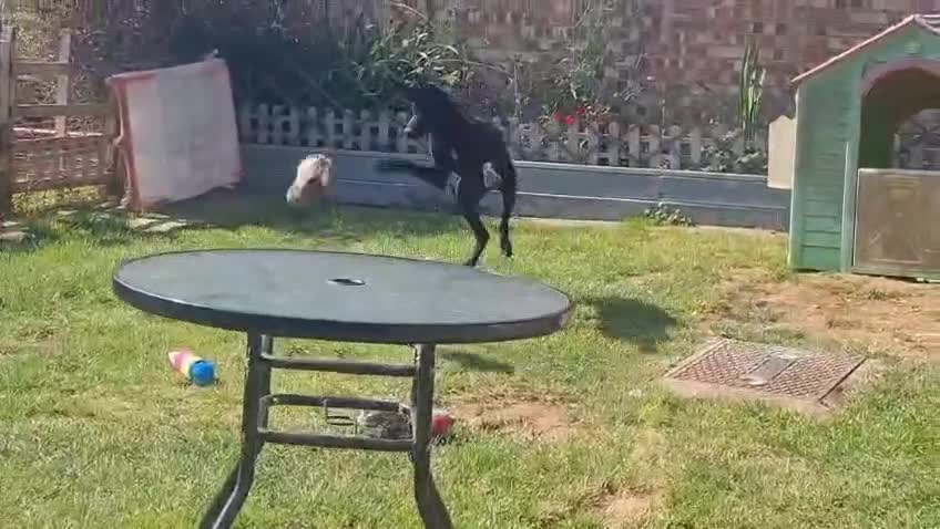 Mixed Breed dogs for adoption: Lenny (Labrador/Pointer mix) urgently seeking home - Video 2