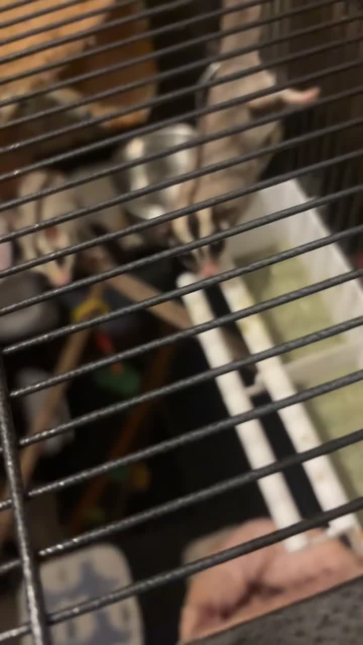 Sugar Glider rodents for sale: Here are my sugar gliders  - Video 3