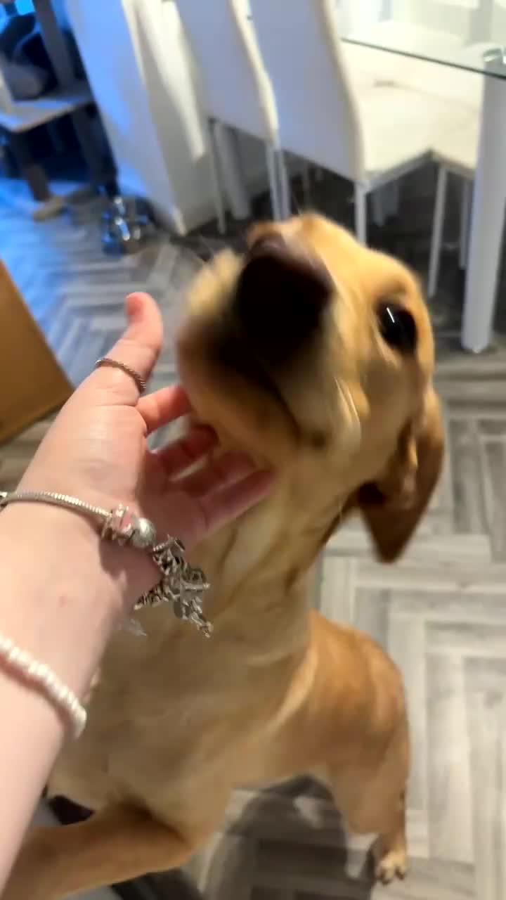 Labrador Retriever dogs for sale: Labrador for sale - Video 1