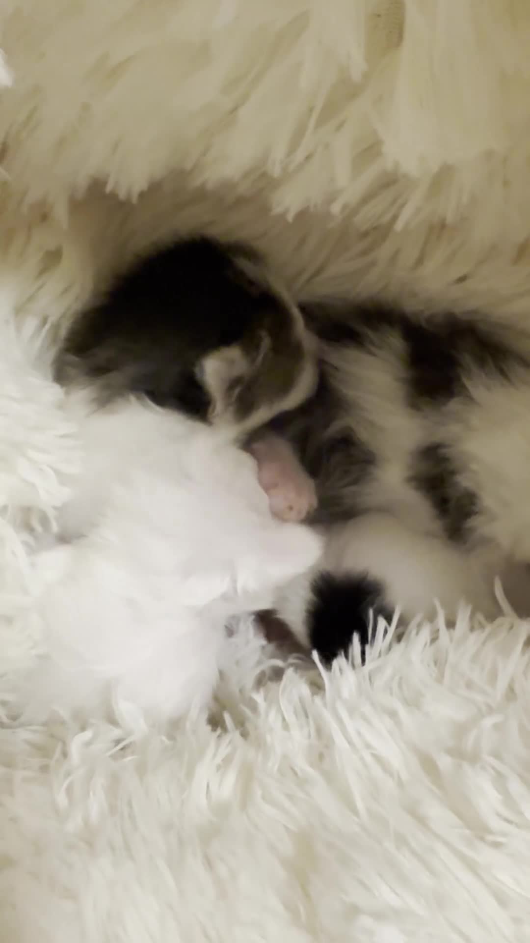 Mixed Breed cats for sale: Adorable Fluffy Kittens. Matilda’s 1st Litter 🐾 - Video 5