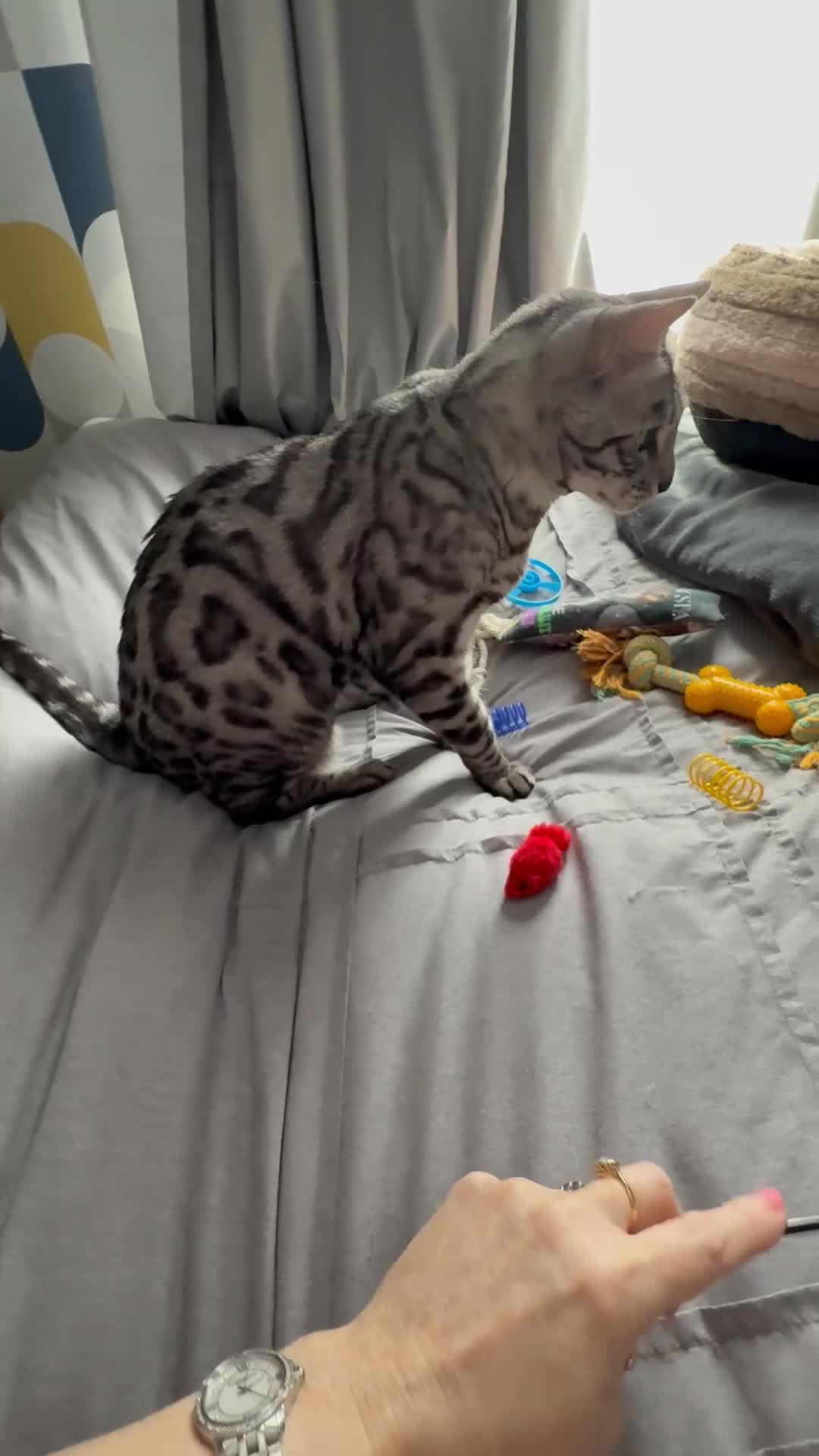 Bengal cats for sale: Sensational Silver Bengal boy requires new family  - Video 1