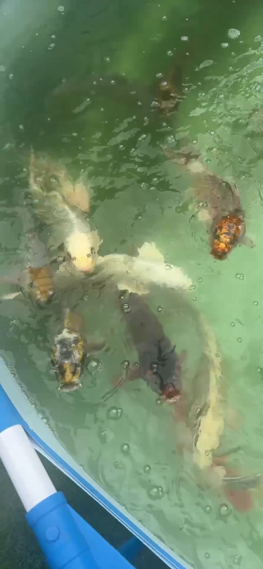 Koi Carp fish for sale: Japanese koi carp £100 each  - Video 2