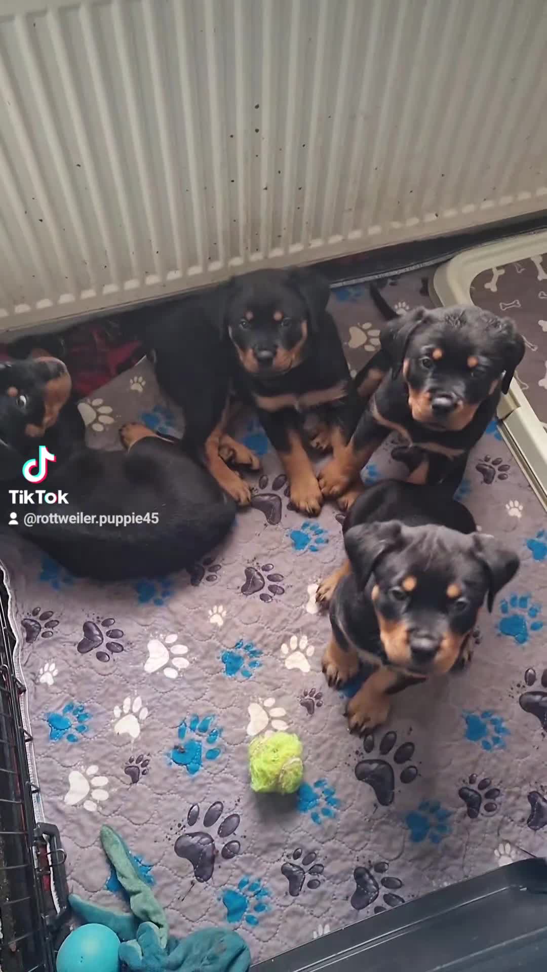 Rottweiler dogs for sale: 3 females  rottweiler puppies  - Video 1