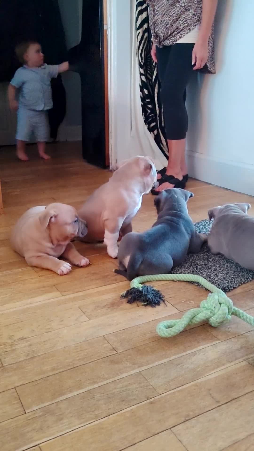 American Bully dogs for sale: Pocket bullies top class bloodlines  - Video 1