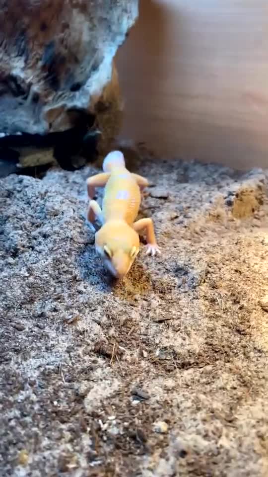 Leopard Gecko reptiles for sale: Juvenile leopard gecko in New Milton - Video 1