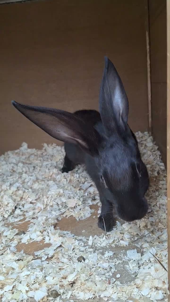 Belgian Hares rabbits for sale: Baby hares looking for new postcodes - Video 1