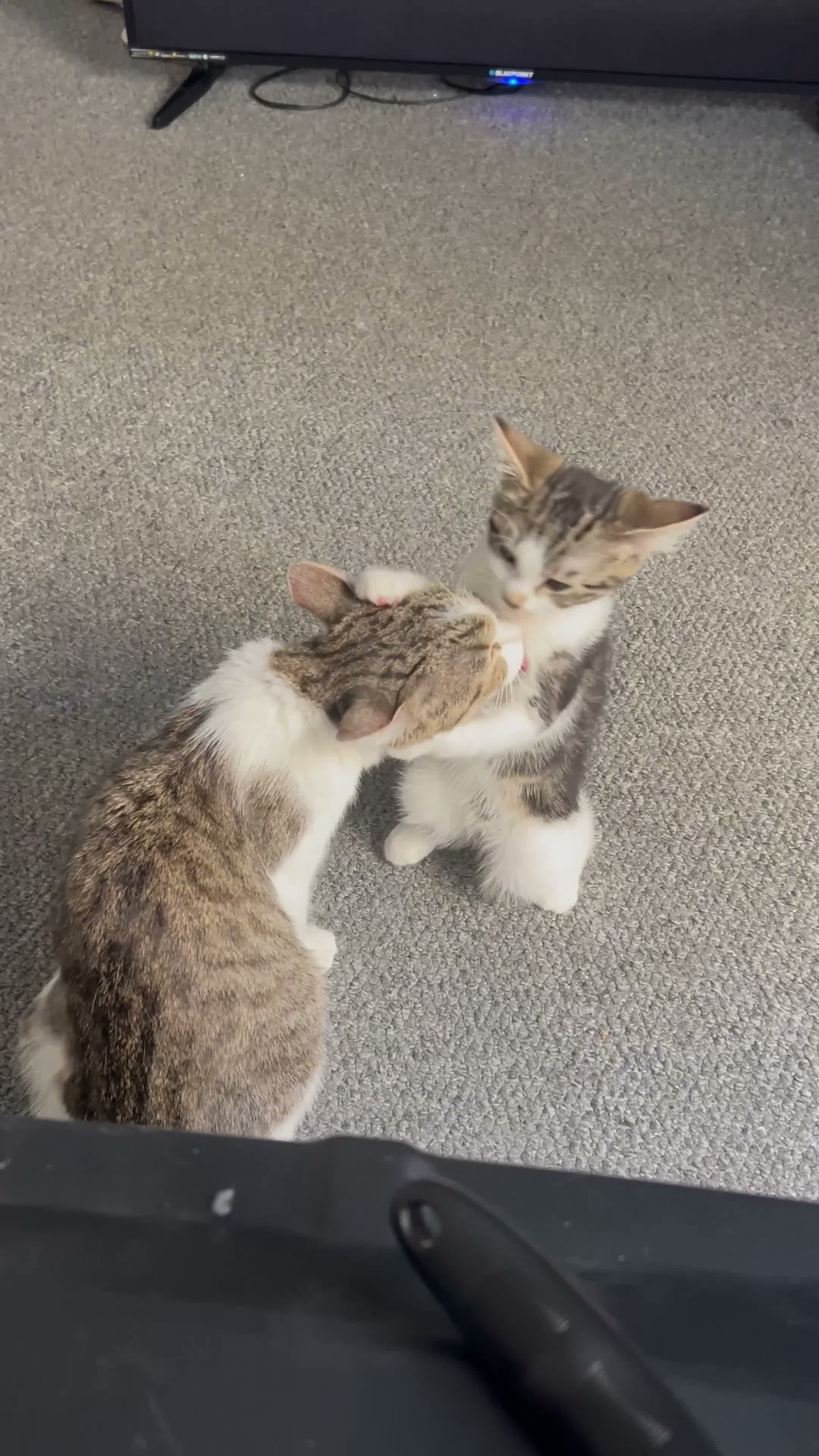 Mixed Breed cats for sale: Two kittens for sale!  in London - Video 3
