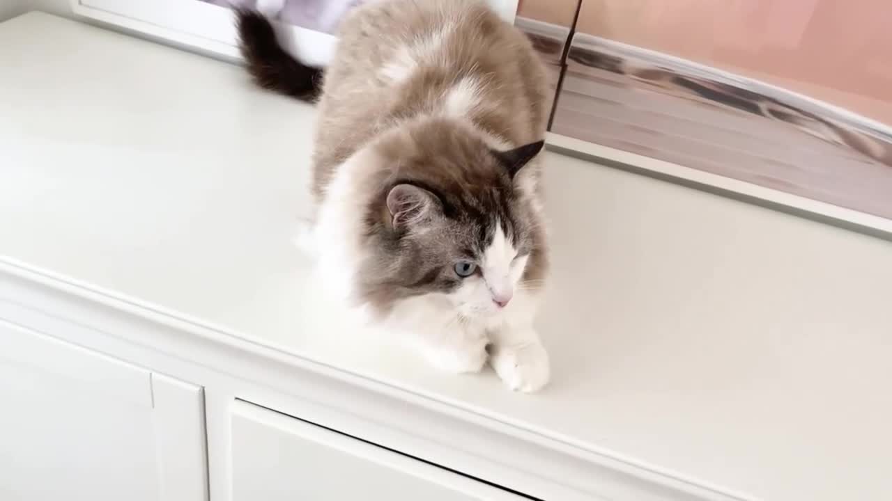 Ragdoll cats for sale: INDOOR GCCF REG 4 YEARS OLD RAGDOLL MALE CAT - Video 2