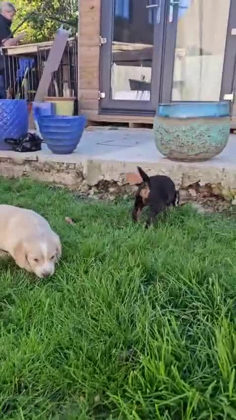 Sprocker dogs for sale: 4x perfect little pup in Polegate - Video 5