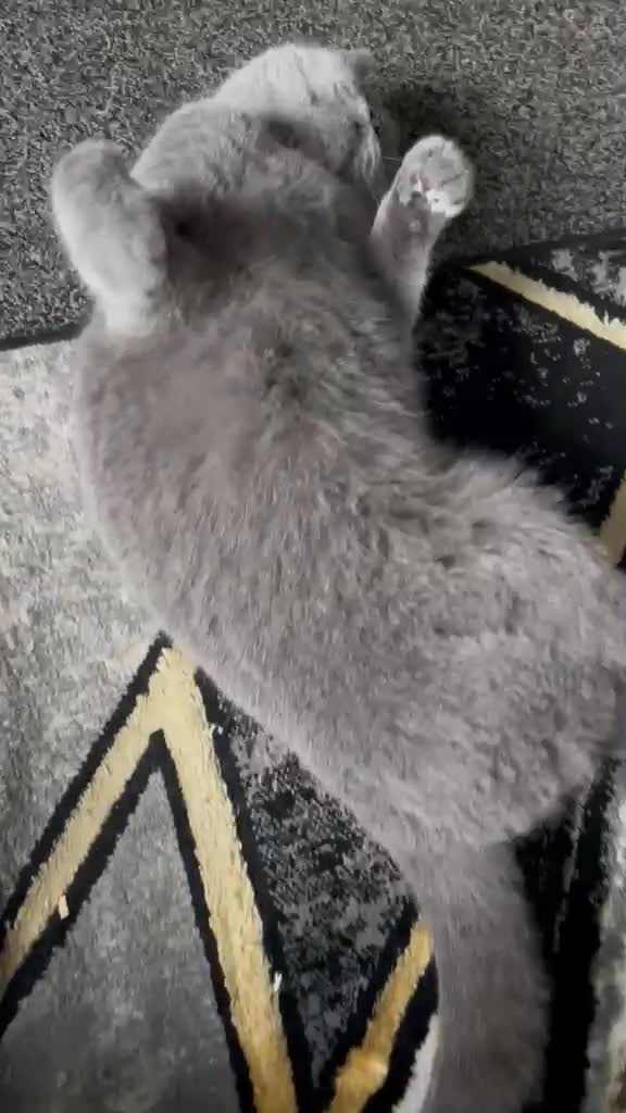 British Shorthair cats for sale: Female british short hair  - Video 1