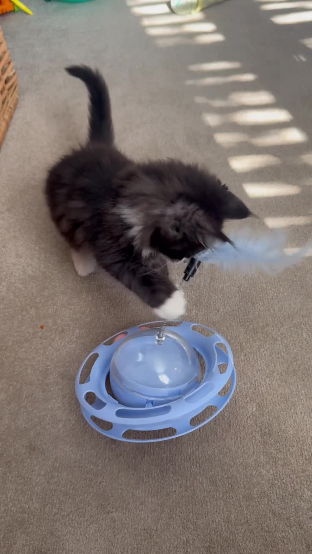 Maine Coon cats for sale: Purebred Maine Coon Kittens   - Video 1