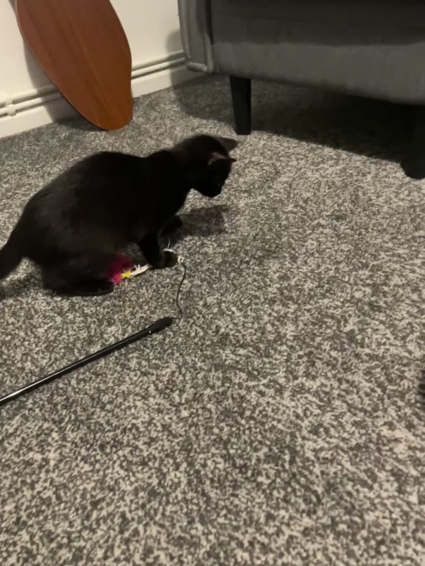Mixed Breed cats for sale: 5 month old kitten  - Video 1