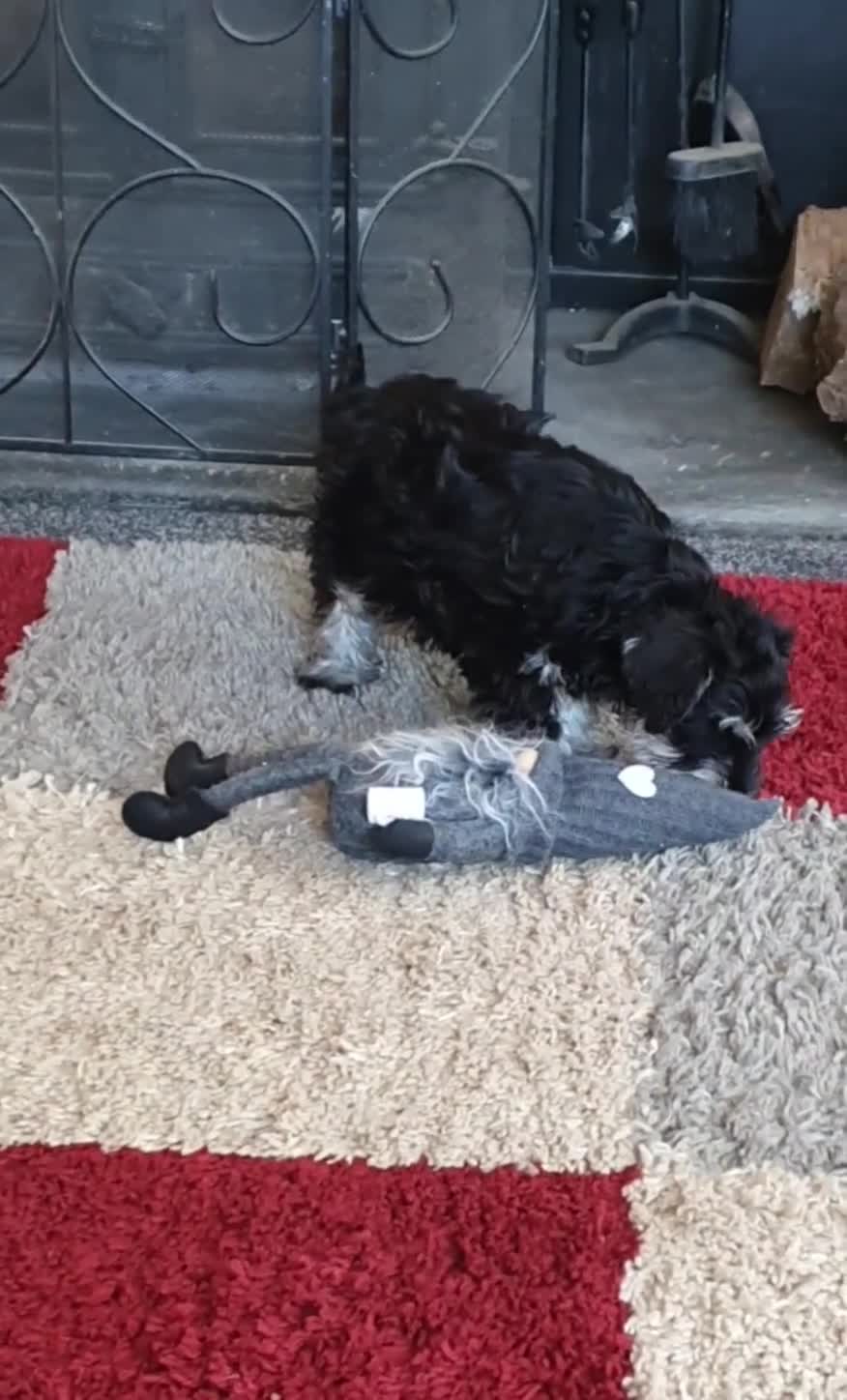 Miniature Schnauzer dogs for sale: 3 stunning Mini schnauzer girls - Video 1