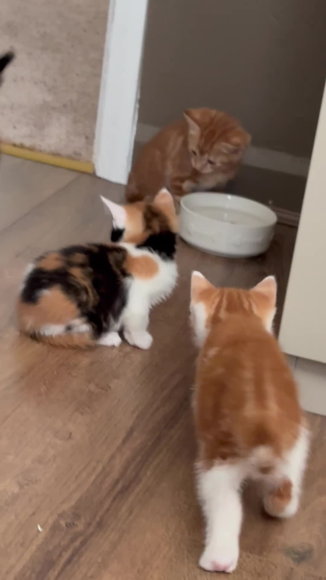 Mixed Breed cats for sale: Kittens  in Ashington - Video 1