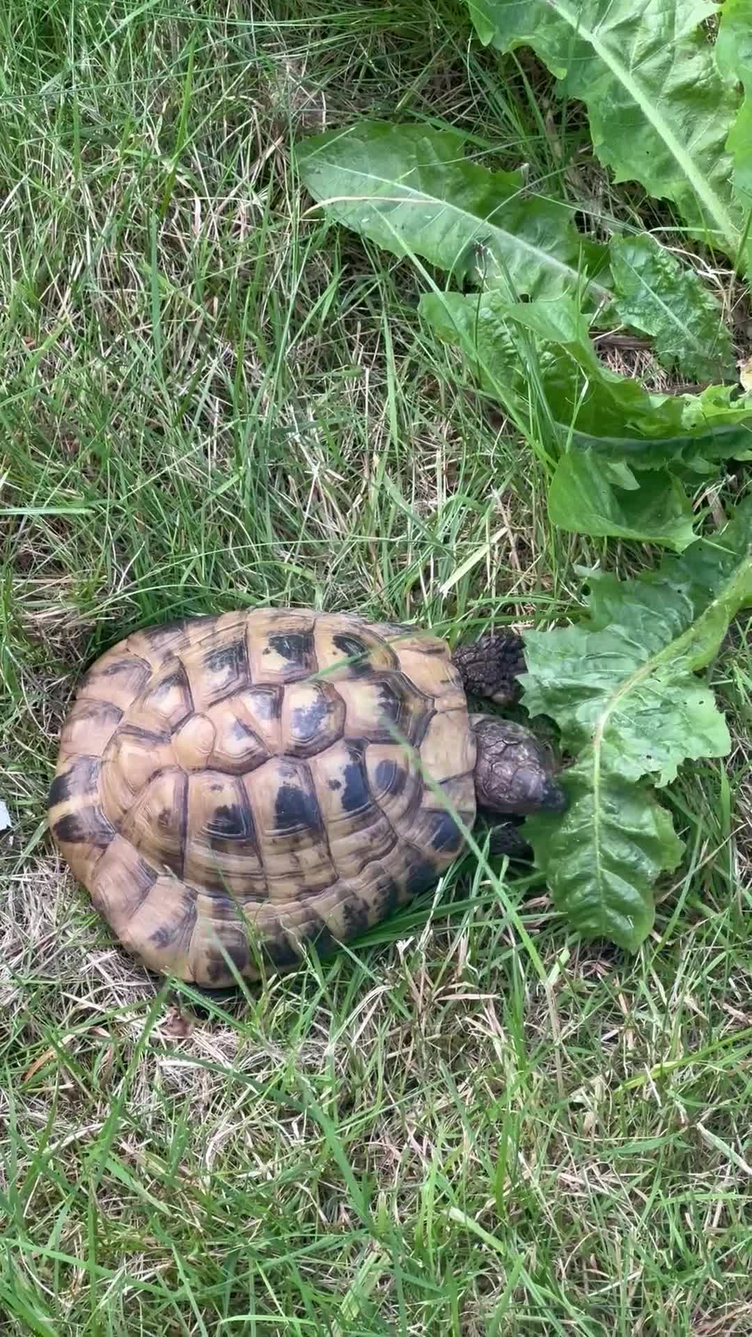 Tortoise reptiles for sale: Tortoise & Home in Borehamwood - Video 1