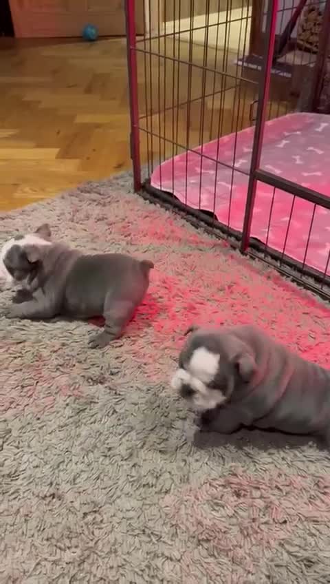 English Bulldog dogs for sale: Beautiful English Bulldog Puppies in Stoke-on-Trent - Video 2