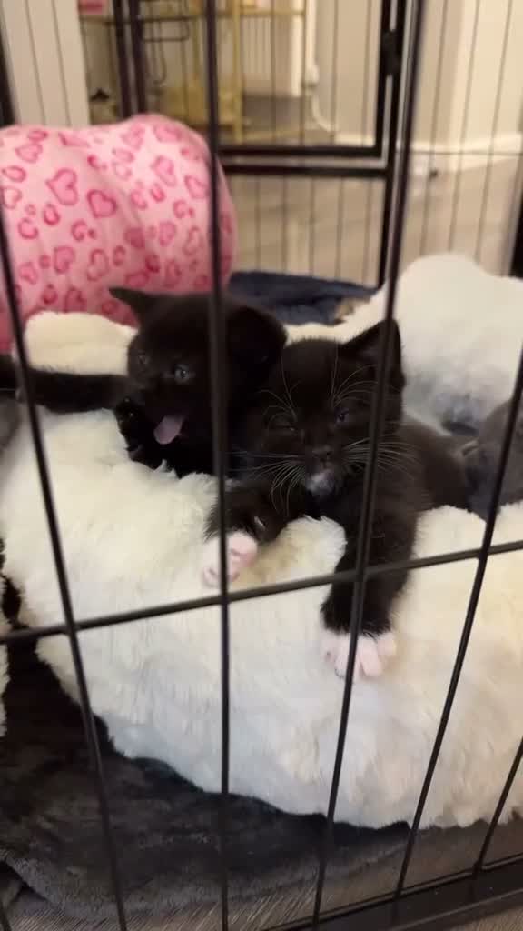 Mixed Breed cats for sale: Beautiful British Shorthair × Tuxedo Kittens in Peterborough - Video 5